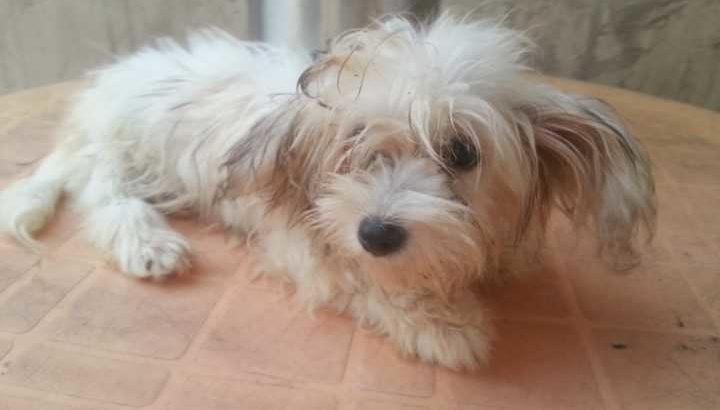 Cute/Pure /Full breed lhasa apos Dog dog/puppy For Sale Going For N55,000 Contact:08145445191