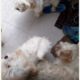 Cute/Pure /Full breed lhasa apos Dog dog/puppy For Sale Going For N55,000 Contact:08145445191