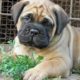 Cute/Pure /Full breed bull mastiff dog/puppy For Sale Going For N55,000 Contact:08145445191