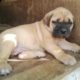 Cute/Pure /Full breed bull mastiff dog/puppy For Sale Going For N55,000 Contact:08145445191