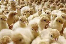 A day old broilers for sale we deliver nation wide