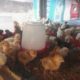 Day old Rosambro Broilers for sale