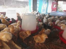 Day old Rosambro Broilers for sale