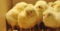 A day old broilers for sale we deliver nation wide