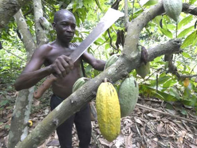 Cocoa, Plantain Farmers Beg Buhari For Financial Help, Farm Inputs