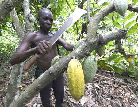 Cocoa, Plantain Farmers Beg Buhari For Financial Help, Farm Inputs