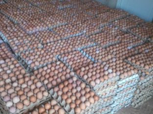 Fresh eggs and day old chicks for sale