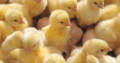 ADEBEST POULTRY FARM PRICE AND LIST FOR BROILERS