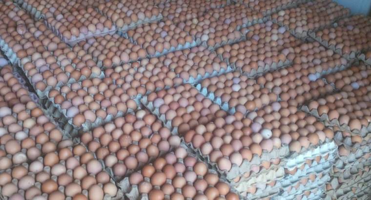 ADEBEST POULTRY FARM PRICE AND LIST FOR BROILERS
