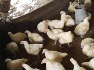 Broilers available for sale in Abeokuta