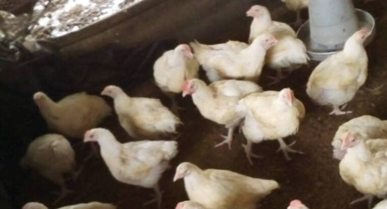 Broilers available for sale in Abeokuta