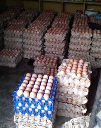 jumbo size eggs crates for sale at a discount price.