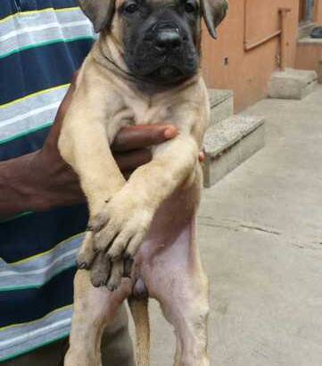 Cute and pure Boerboel puppy/dogs going for N55,000 call 08145445191