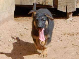 Cute /Pure/full breed German Shepherd dogs/Puppy for sale Call:08145445191