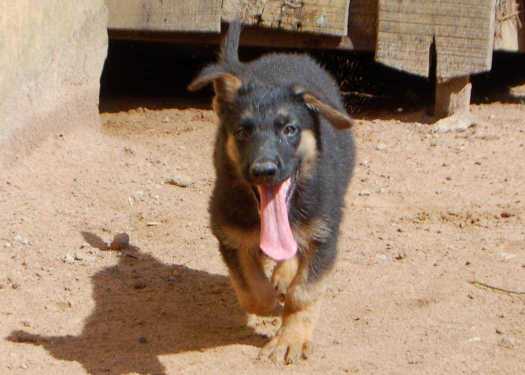 Cute /Pure/full breed German Shepherd dogs/Puppy for sale Call:08145445191