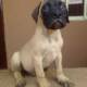 Cute /Pure/full breed Bull Mastiff dogs/Puppy for sale Call:08145445191