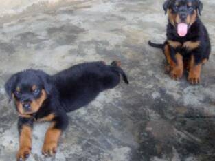 Cute /Pure/full breed Rottweiler dogs/Puppy for sale Call:08145445191