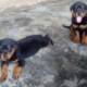 Cute /Pure/full breed Rottweiler dogs/Puppy for sale Call:08145445191