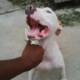 Cute /Pure/full breed Pitt Bull dogs/Puppy for sale Call:08145445191
