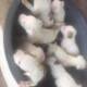 Cute /Pure/full breed Pitt Bull dogs/Puppy for sale Call:08145445191