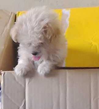 Cute /Pure/full breed cotton Tulear dogs/Puppy for sale Call:08145445191