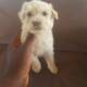 Cute/Pure /Full breed lhasa apos Dog do/puppy For