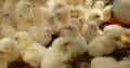 Day old broilers and layers for sale call us now