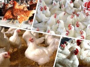 POULTRY FARM PRICE LIST FOR FRESH EGGS AND DAY OL