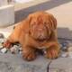 Pure French Mastiff Dog/puppy For Sale At N50, 000 Contact: 08104035288