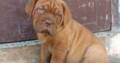 Pure French Mastiff Dog/puppy For Sale At N50, 000 Contact: 08104035288
