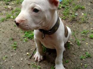 Pure Pitbull Dog/puppy For Sale At N50, 000 Contact: 08104035288