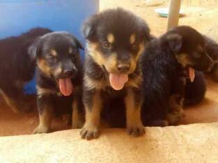 Pure German Shepherd Dog/puppy For Sale At N50, 000 Contact: 08104035288