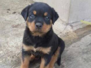Pure Rottweiler Dog/puppy For Sale At N50, 000 Contact: 08104035288