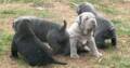 Pure Neapolitan Mastiff Dog/puppy For Sale At N50, 000 Contact: 08104035288