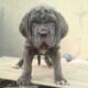 Pure Neapolitan Mastiff Dog/puppy For Sale At N50, 000 Contact: 08104035288