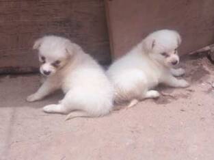 Pure Samoyed Dog/puppy For Sale At N50, 000 Contact: 08104035288