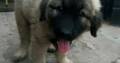 Pure Caucasian Dog/puppy For Sale At N50, 000 Contact: 08104035288