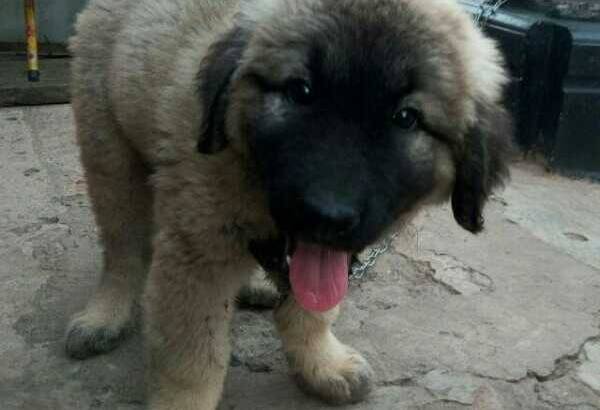 Pure Caucasian Dog/puppy For Sale At N50, 000 Contact: 08104035288