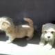 Pure Coton De Tulear Dog/puppy For Sale At N50, 000 Contact: 08104035288