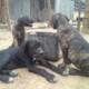 Pure Cane Corso Dog/puppy For Sale At N50, 000 Contact: 08104035288