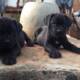 Pure Cane Corso Dog/puppy For Sale At N50, 000 Contact: 08104035288