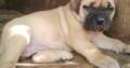 Pure Bull Mastiff Dog/puppy For Sale At N50, 000 Contact: 08104035288