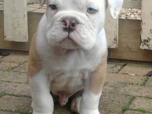 Pure Bull Dog/puppy For Sale At N50, 000 Contact: 08104035288