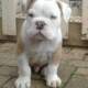 Pure Bull Dog/puppy For Sale At N50, 000 Contact: 08104035288
