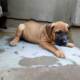 Pure Boerboel Dog/puppy For Sale At N50, 000 Contact: 08104035288