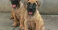 Pure Boerboel Dog/puppy For Sale At N50, 000 Contact: 08104035288