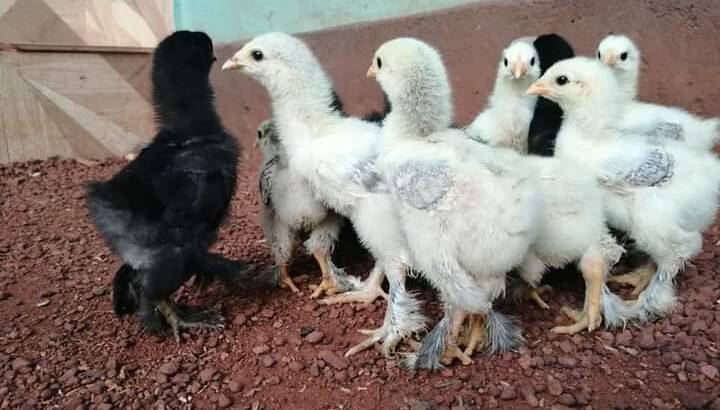 Brahma chicks
