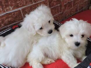 Gorgeous Teacup Maltese puppies